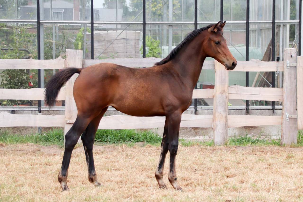 Filly KWPN Dutch Warmblood For sale 2026 Brown