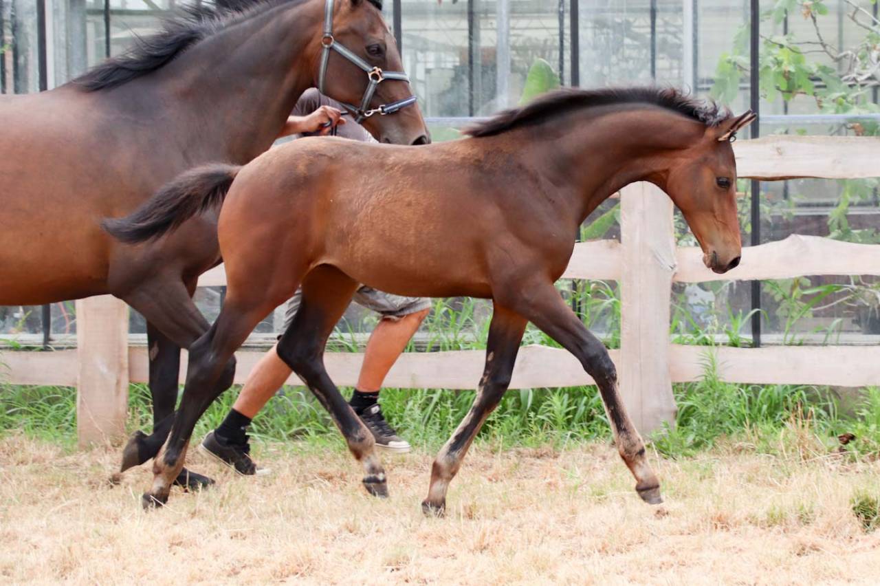 Filly KWPN Dutch Warmblood For sale 2026 Brown