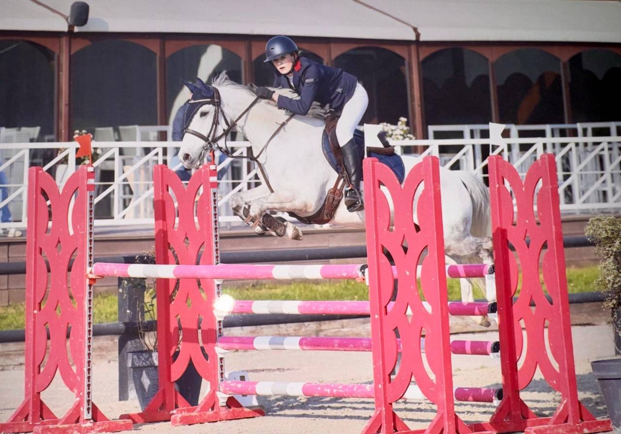 Gelding French Saddle Pony For sale 2014 Grey