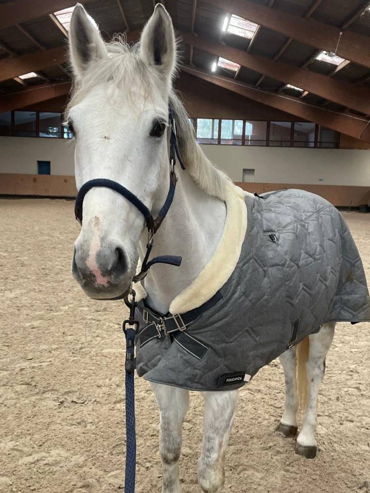 Gelding French Saddle Pony For sale 2014 Grey