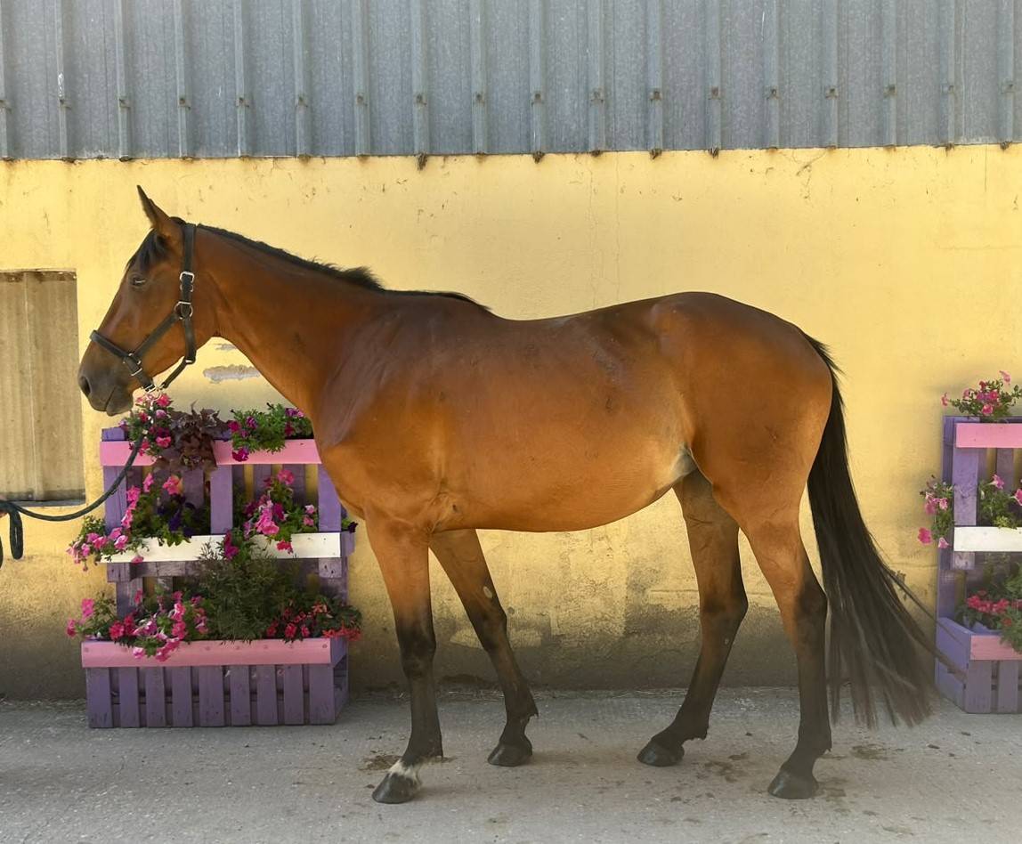 Mare Selle Fran&ccedil;ais For sale 2023 Bay