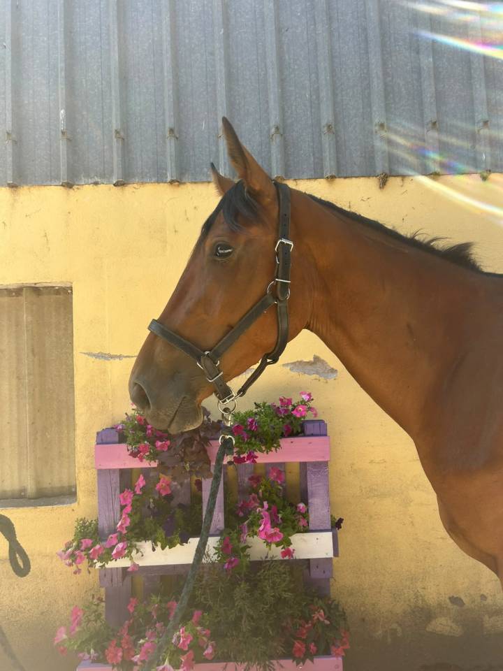Mare Selle Fran&ccedil;ais For sale 2023 Bay
