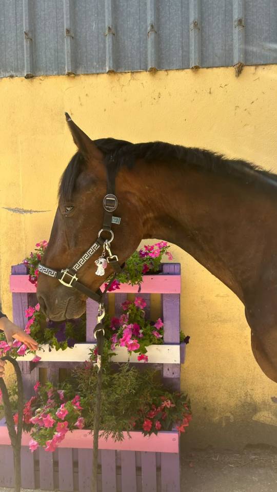 Gelding Selle Fran&ccedil;ais For sale 2023 Dark Bay