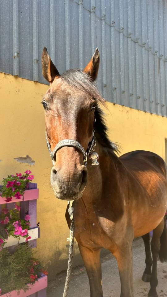 Gelding Selle Fran&ccedil;ais For sale 2023 Dark Bay