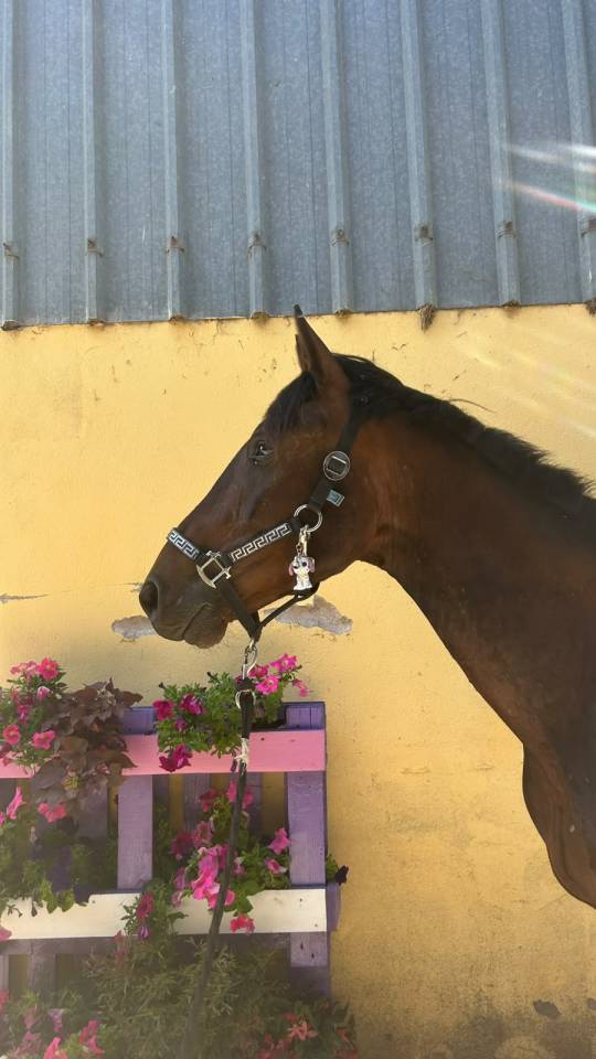 Gelding Selle Fran&ccedil;ais For sale 2023 Dark Bay