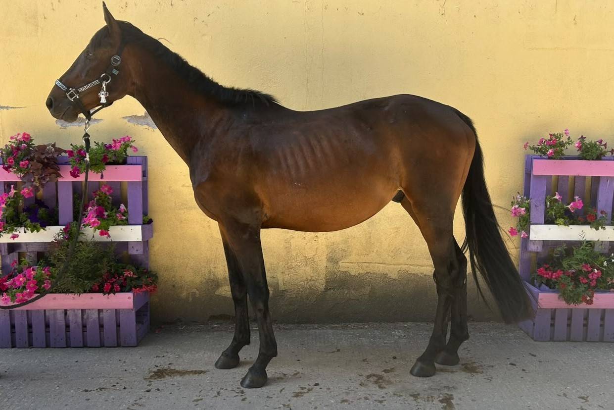 Gelding Selle Fran&ccedil;ais For sale 2023 Dark Bay