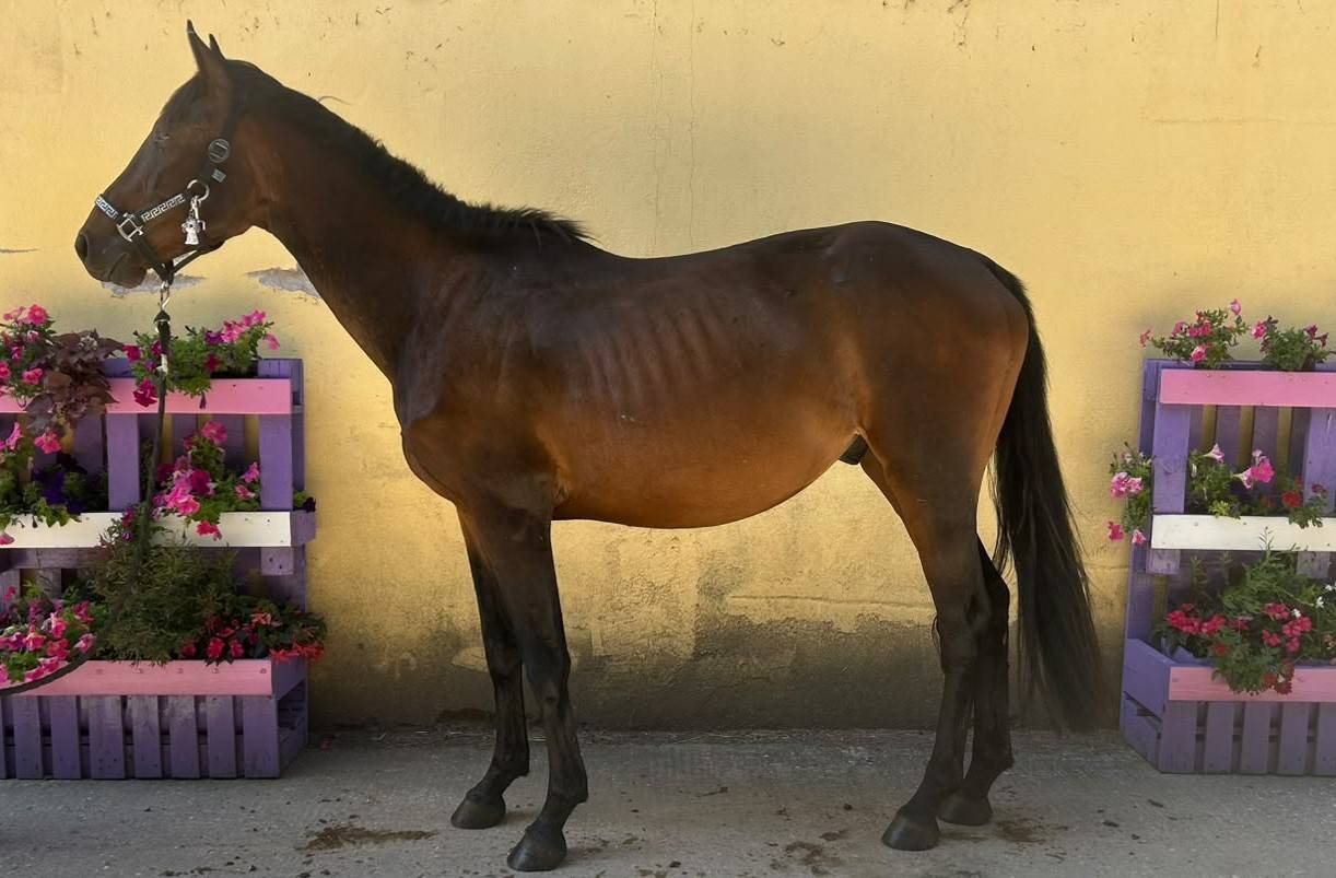Gelding Selle Fran&ccedil;ais For sale 2023 Dark Bay