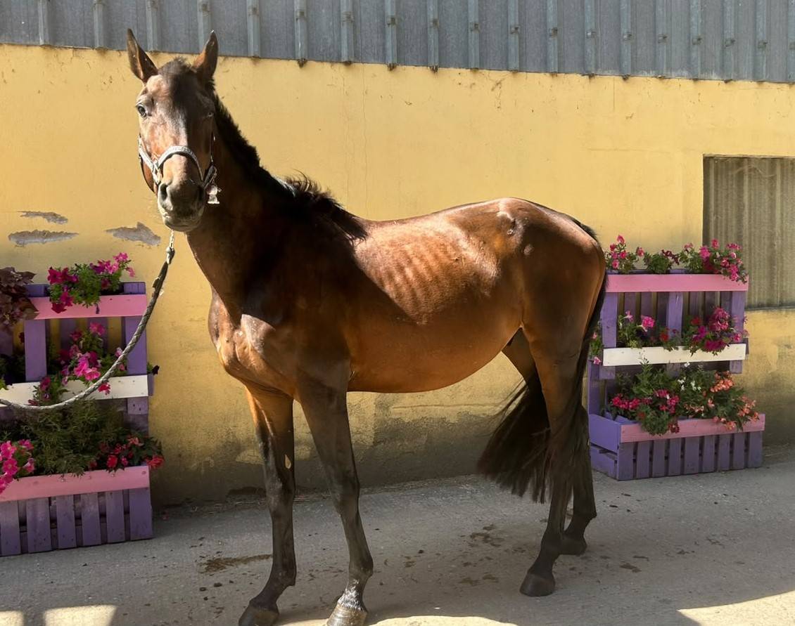 Gelding Selle Fran&ccedil;ais For sale 2023 Dark Bay