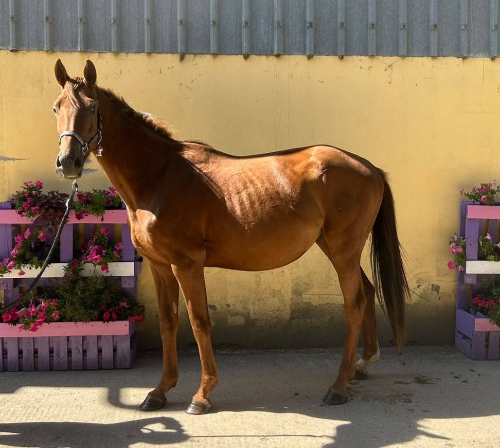 Gelding Selle Fran&ccedil;ais For sale 2023 Liver chestnut