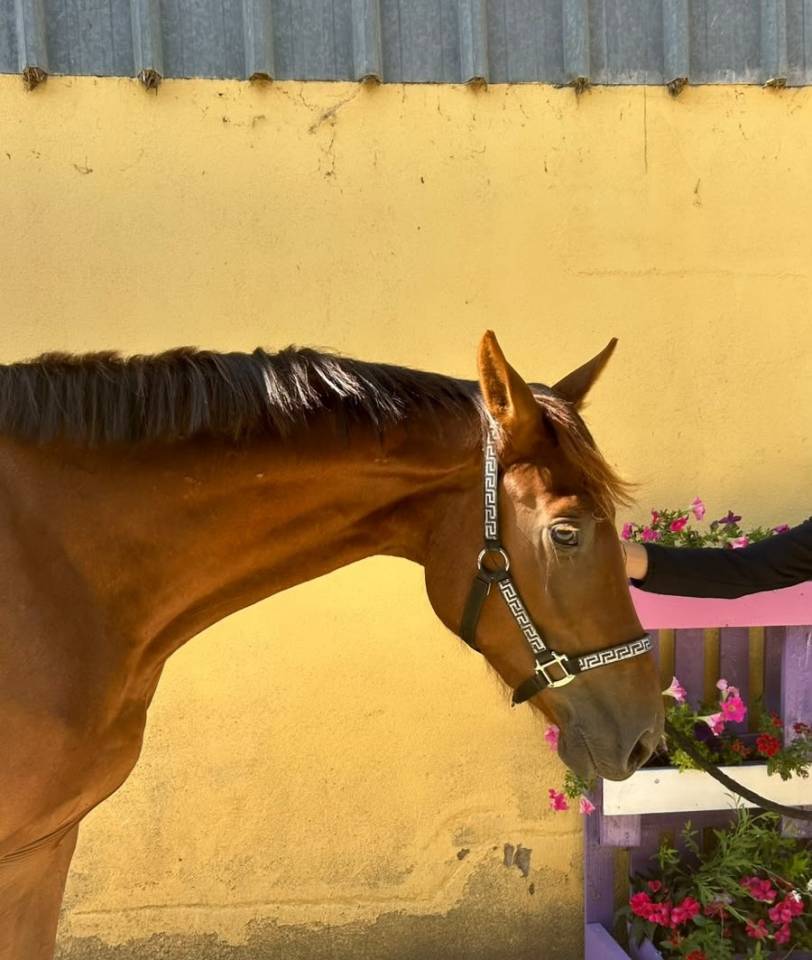Gelding Selle Fran&ccedil;ais For sale 2023 Liver chestnut