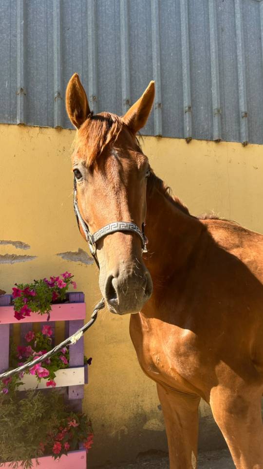 Gelding Selle Fran&ccedil;ais For sale 2023 Liver chestnut