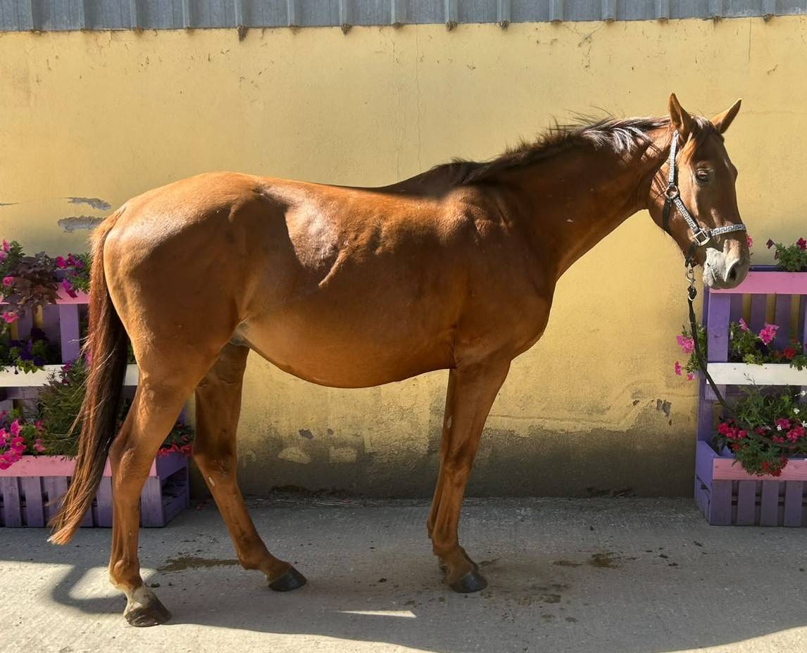 Gelding Selle Fran&ccedil;ais For sale 2023 Liver chestnut