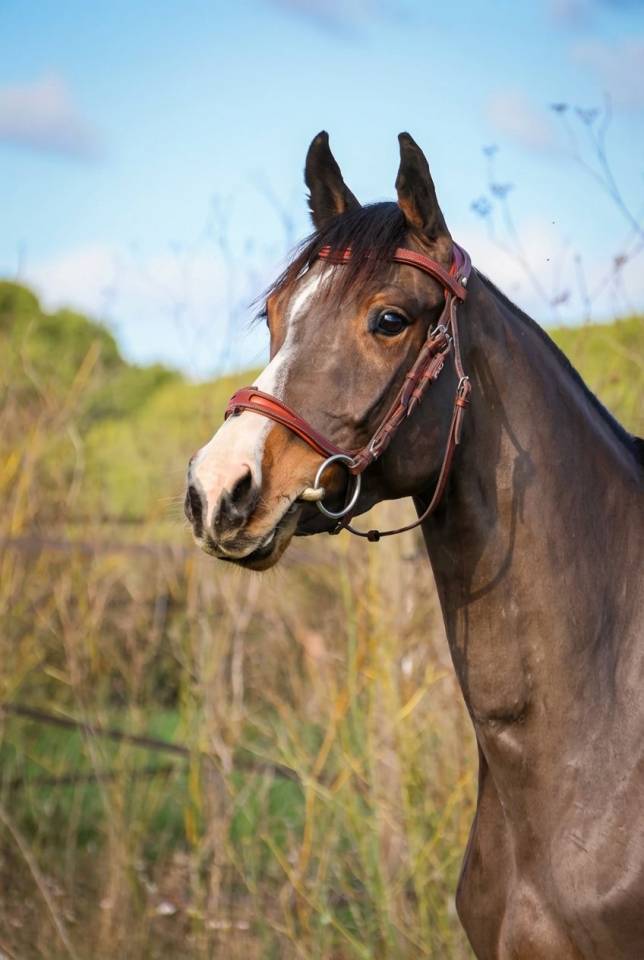 Mare Selle Fran&ccedil;ais For sale 2022 Bay