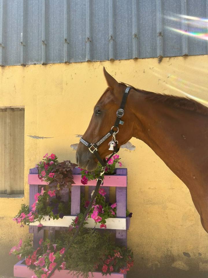 Gelding Selle Fran&ccedil;ais For sale 2023 Chesnut