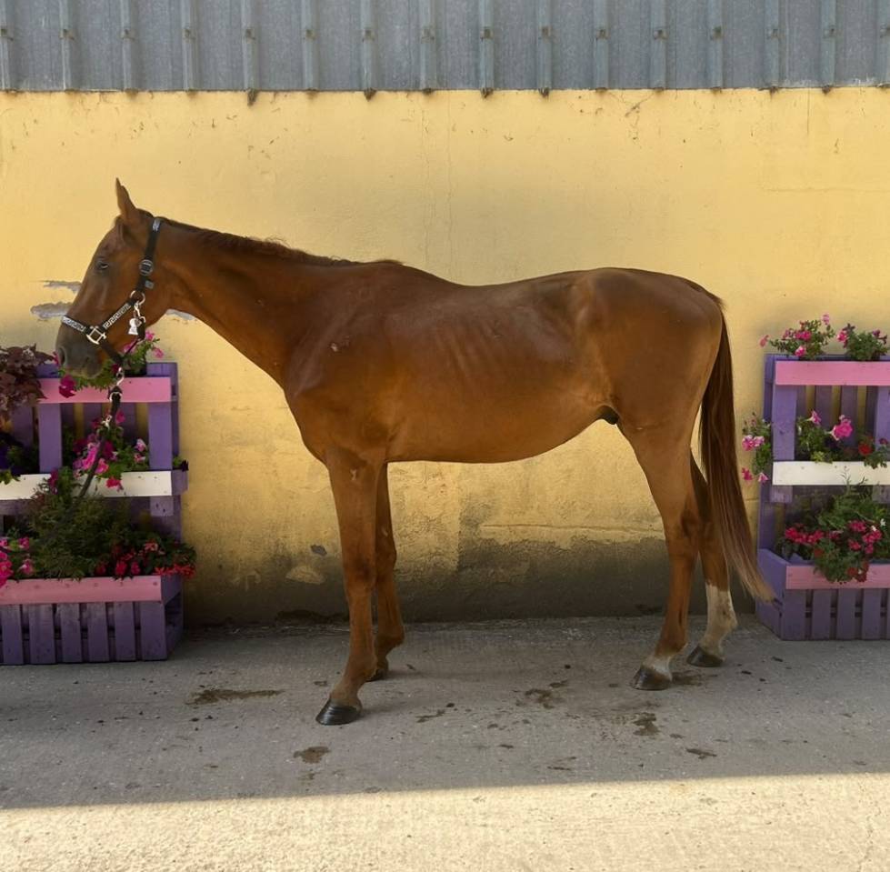 Gelding Selle Fran&ccedil;ais For sale 2023 Chesnut