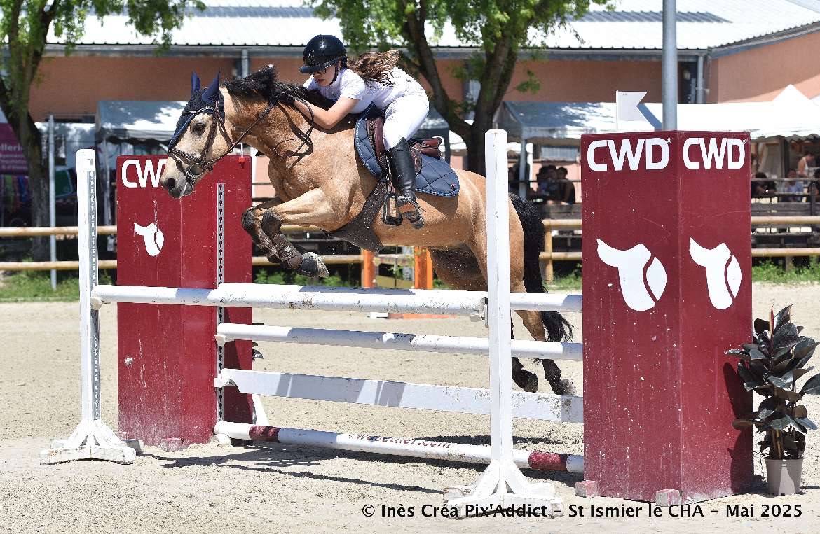 Gelding Connemara For sale 2013 Buckskin