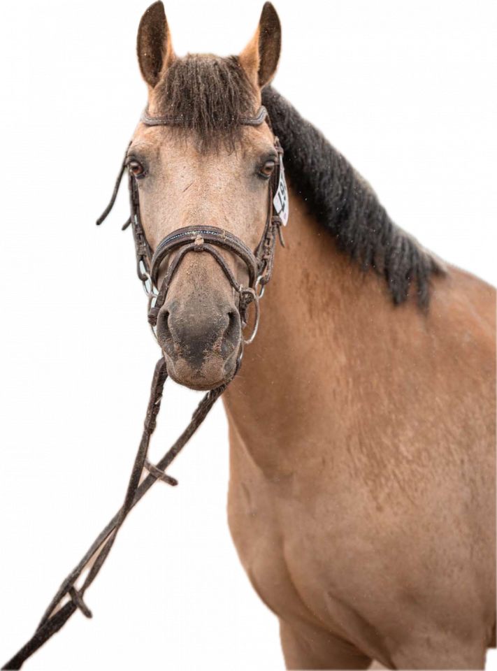 Gelding Connemara For sale 2013 Buckskin