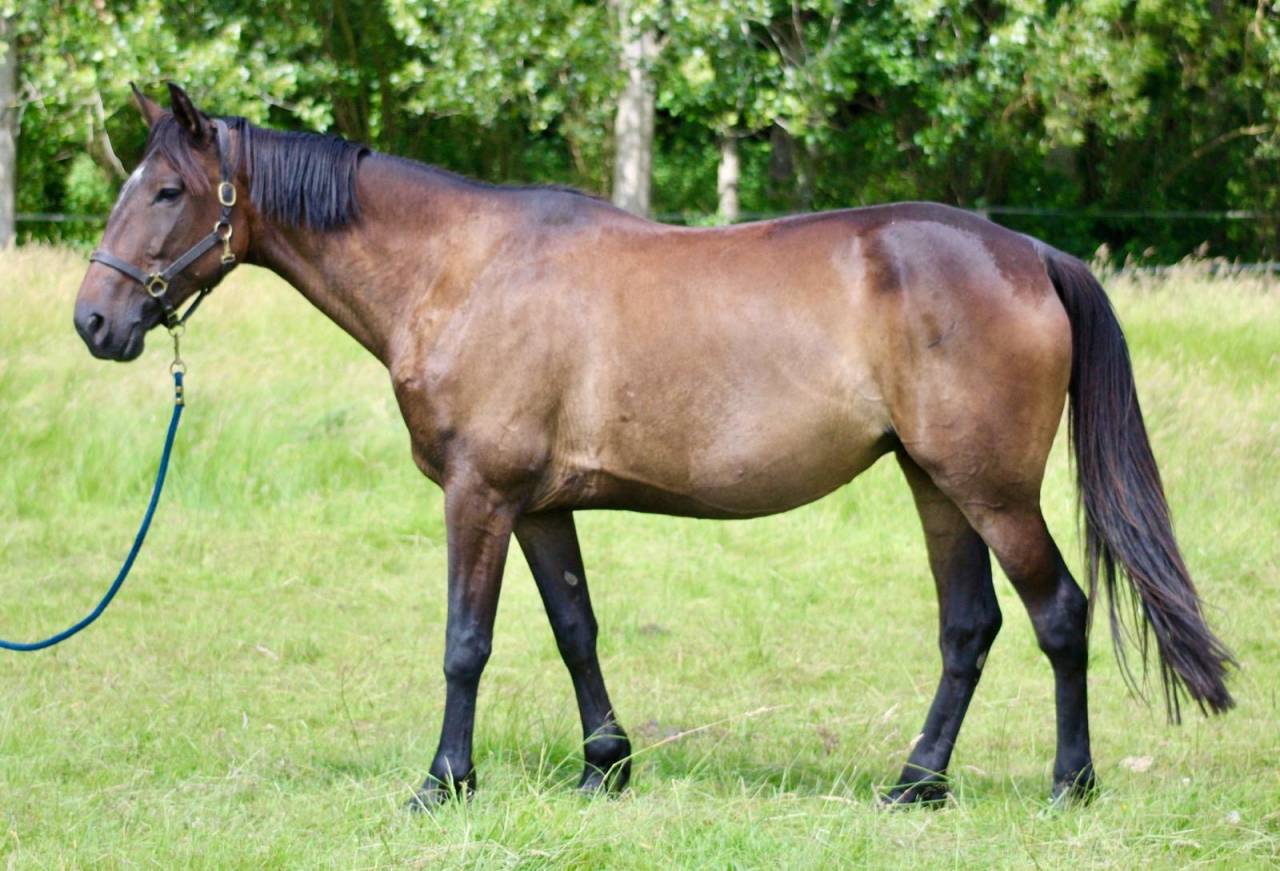 Mare French Trotter For sale 2018 Dark Bay