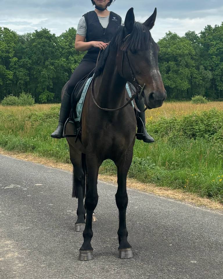 Mare French Trotter For sale 2018 Dark Bay