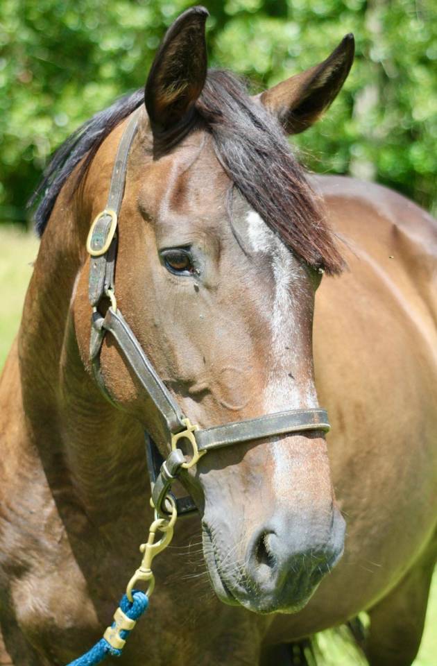 Mare French Trotter For sale 2018 Dark Bay