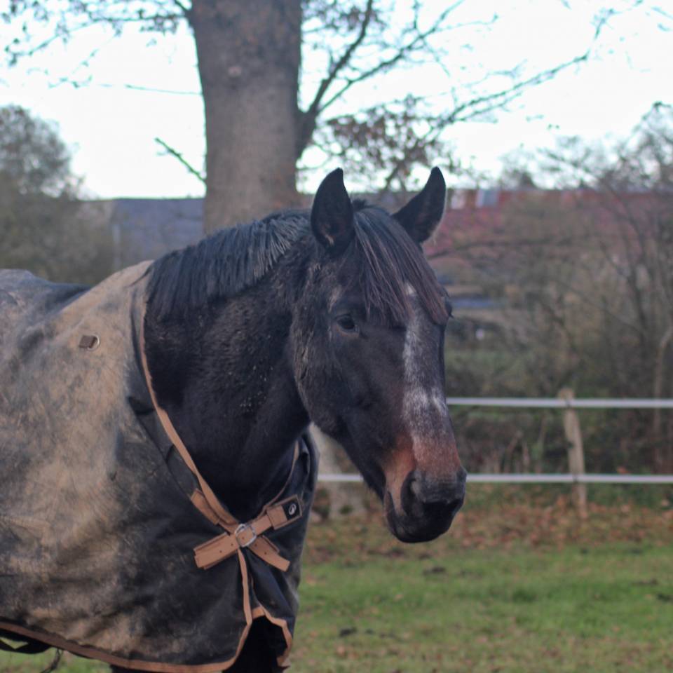 Mare French Trotter For sale 2018 Dark Bay