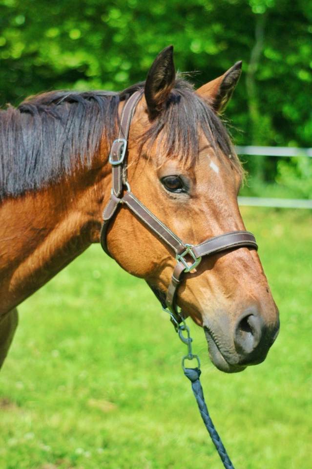 Gelding English Thoroughbred For sale 2016 Bay
