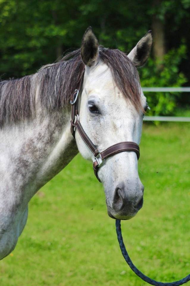 Gelding English Thoroughbred For sale 2016 Bay