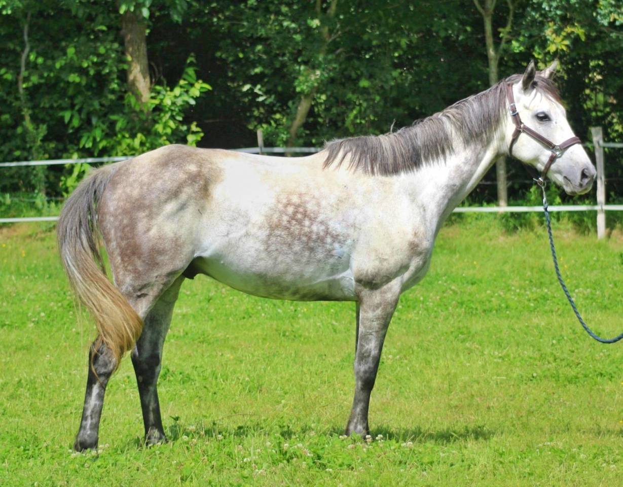 Gelding English Thoroughbred For sale 2016 Bay