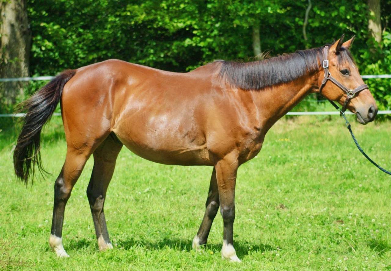 Gelding English Thoroughbred For sale 2016 Bay