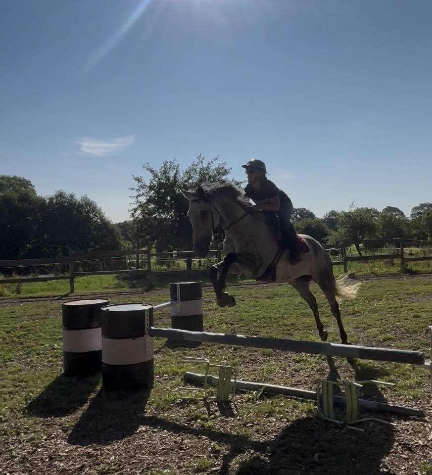Gelding English Thoroughbred For sale 2016 Bay