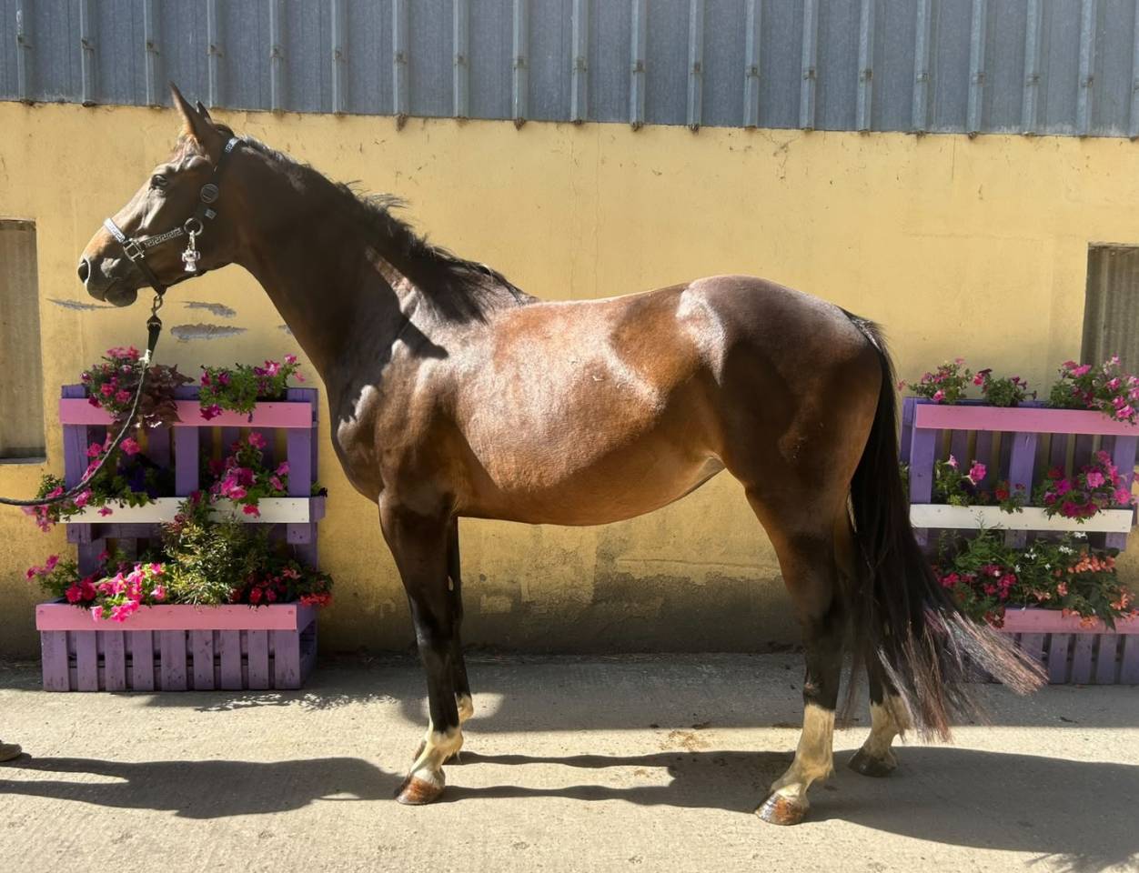 Mare Selle Fran&ccedil;ais For sale 2023 Dark Bay