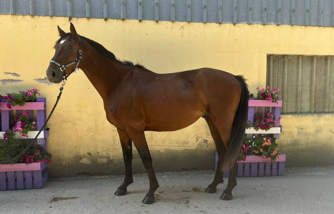 Gelding Selle Fran&ccedil;ais For sale 2023 Bay