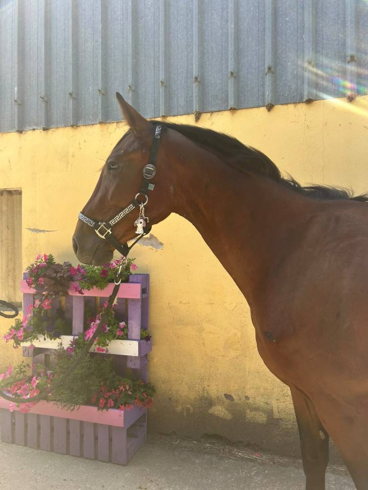 Gelding Selle Fran&ccedil;ais For sale 2023 Bay