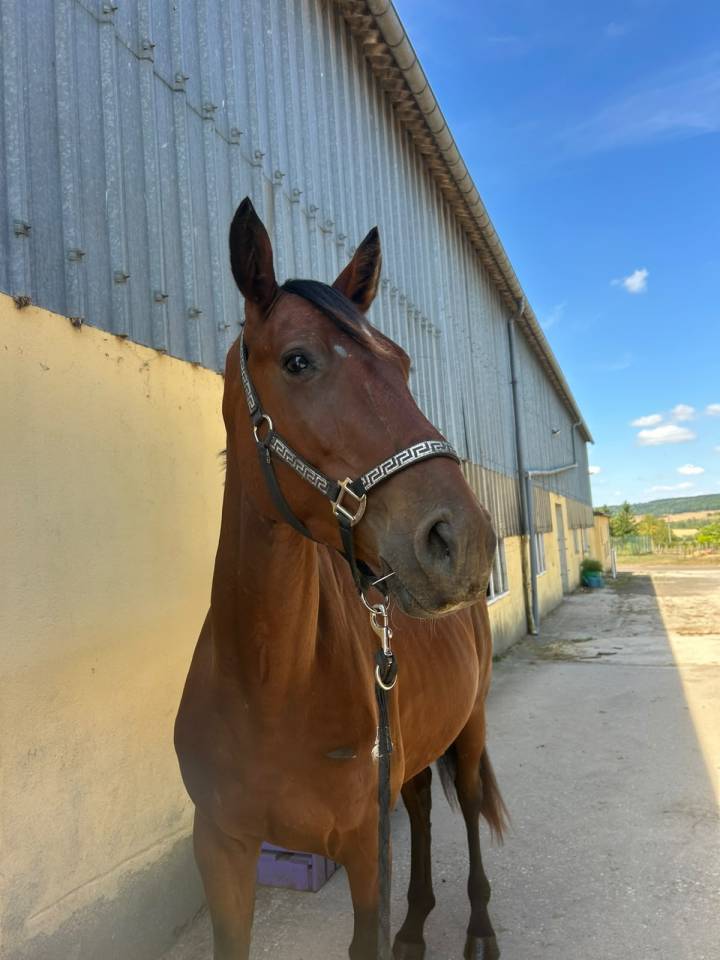 Gelding Selle Fran&ccedil;ais For sale 2023 Bay