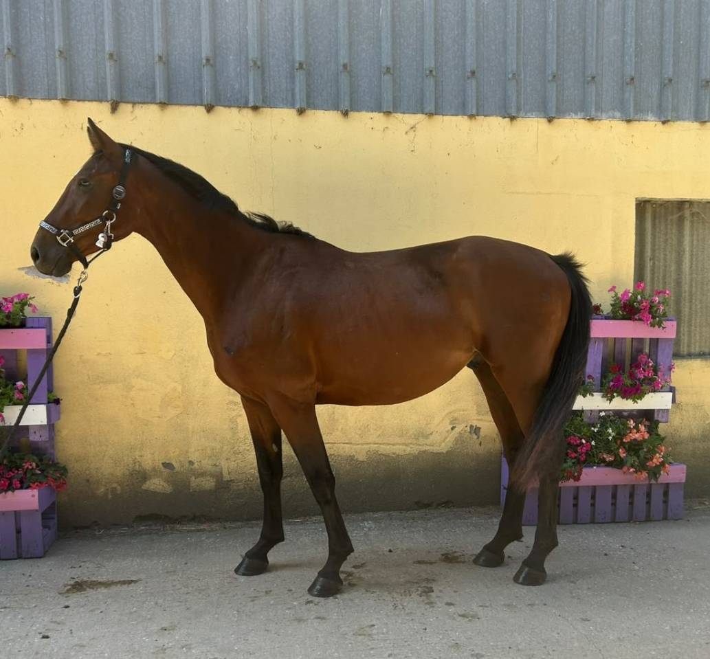 Gelding Selle Fran&ccedil;ais For sale 2023 Bay