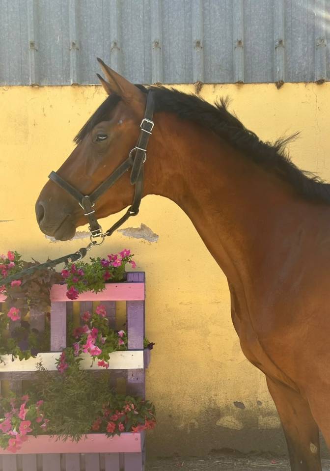 Gelding Selle Fran&ccedil;ais For sale 2023 Bay