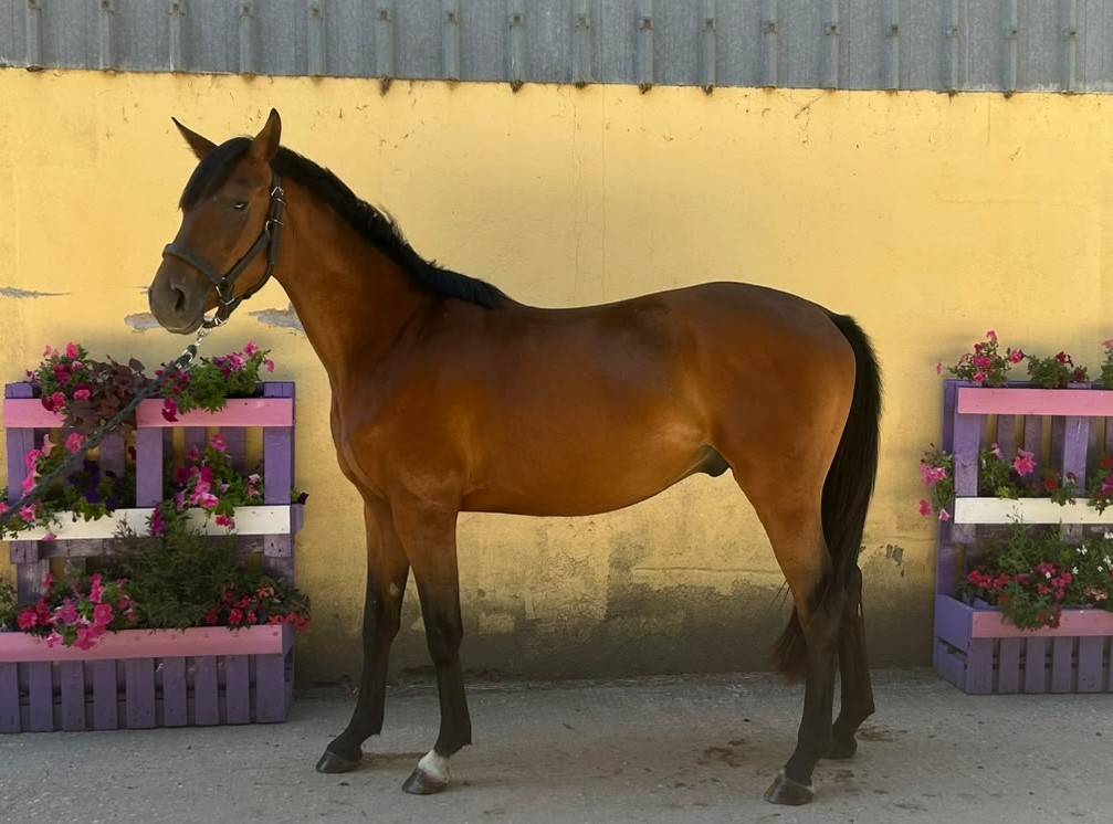 Gelding Selle Fran&ccedil;ais For sale 2023 Bay