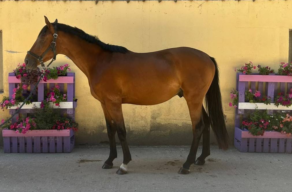 Gelding Selle Fran&ccedil;ais For sale 2023 Bay