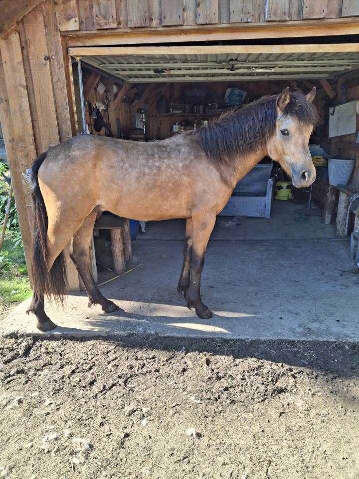 Entire Connemara For sale 2024 Buckskin