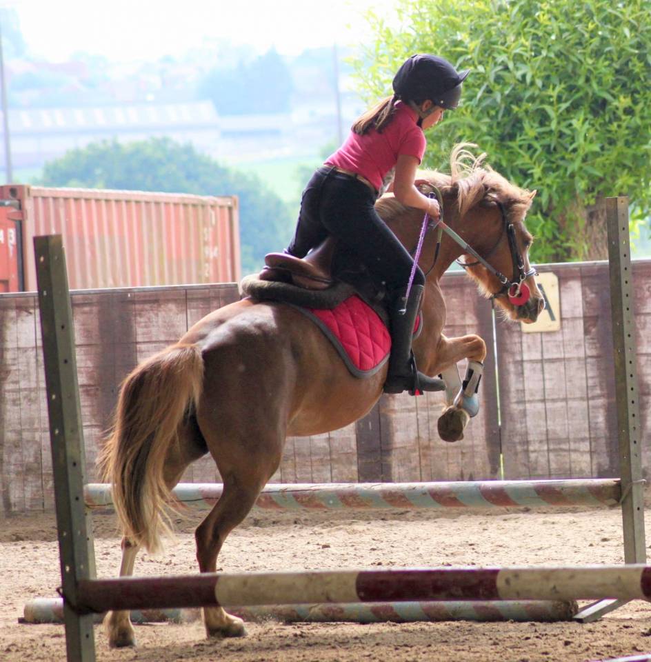 Mare No Origin Recorded For sale 2013 Chesnut
