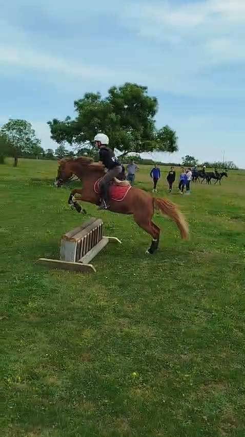 Mare No Origin Recorded For sale 2013 Chesnut