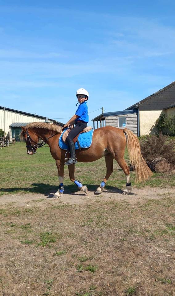Mare No Origin Recorded For sale 2013 Chesnut
