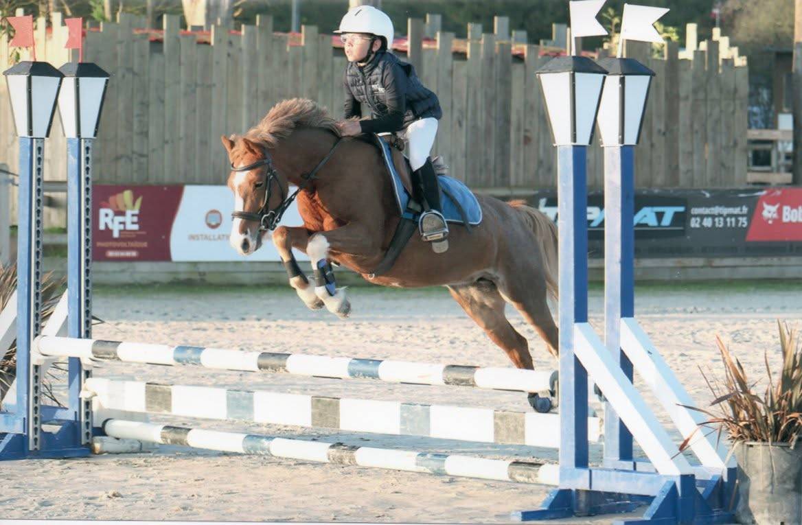 Mare No Origin Recorded For sale 2013 Chesnut