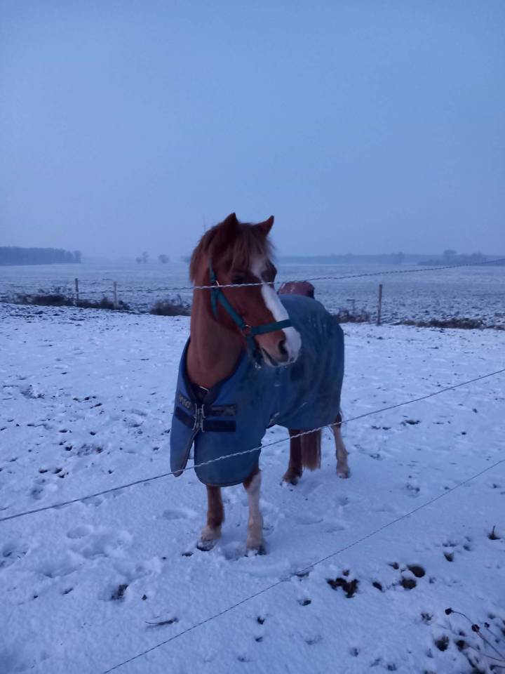 Mare No Origin Recorded For sale 2013 Chesnut