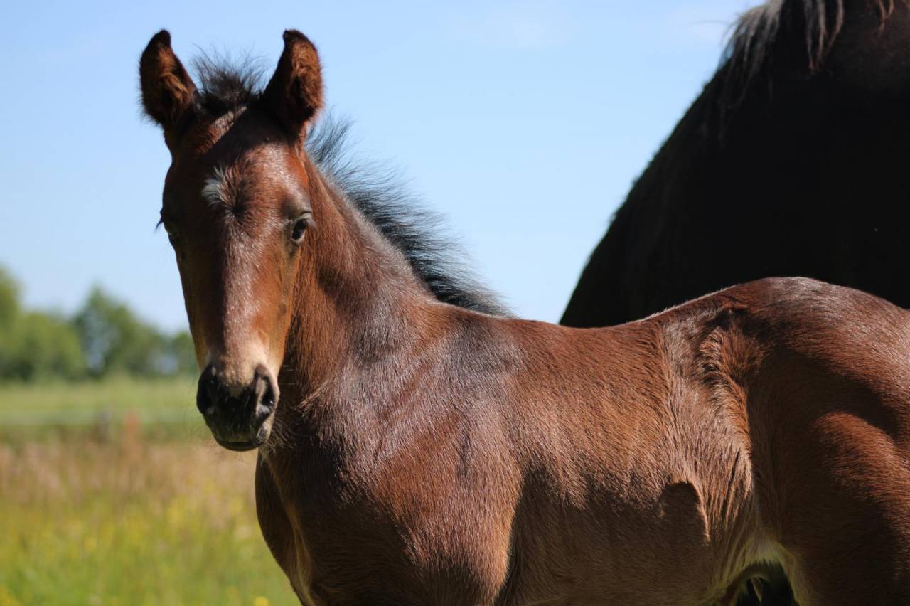 Colt French Saddle Pony For sale 2026 Black