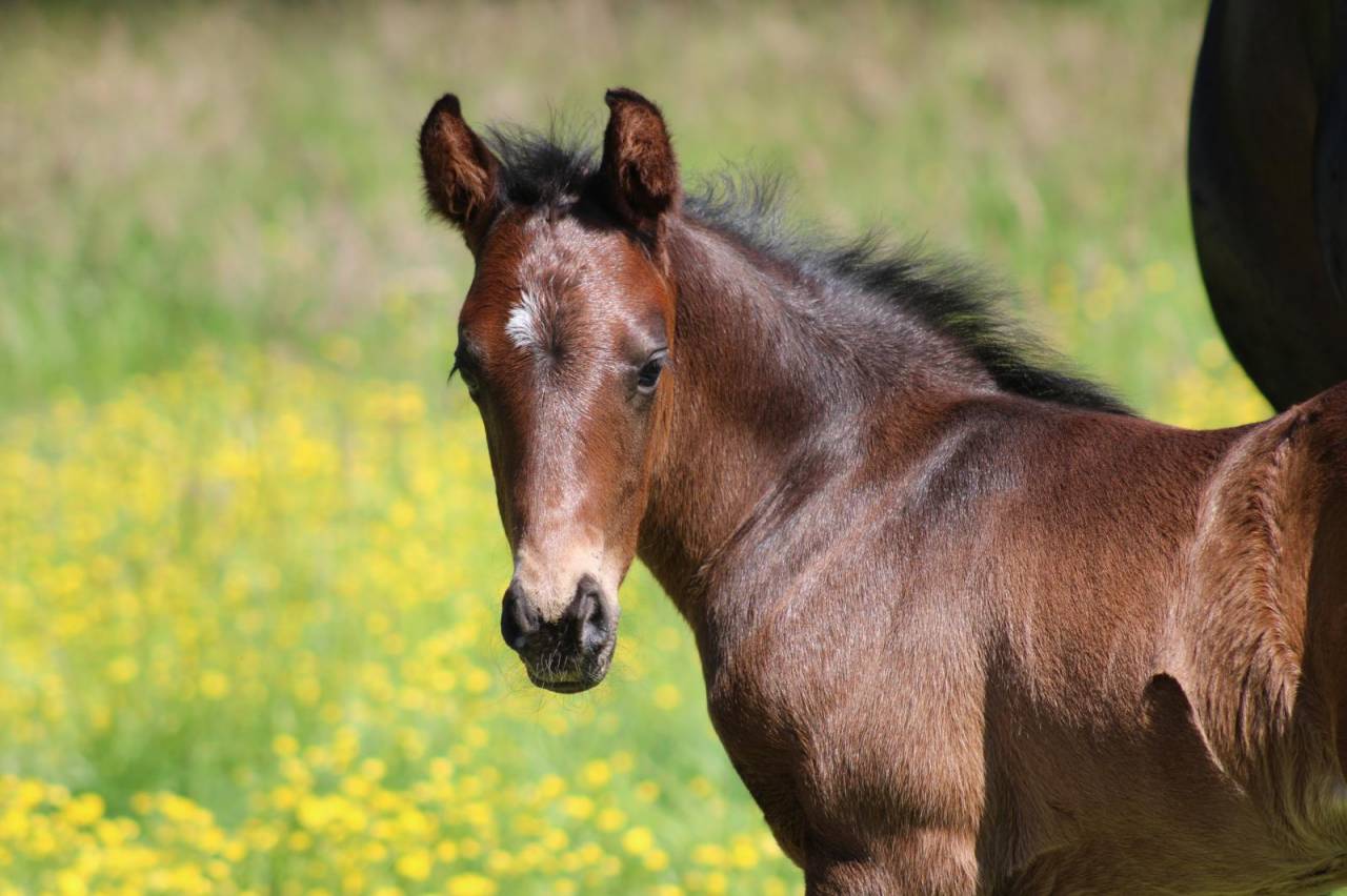 Colt French Saddle Pony For sale 2026 Black