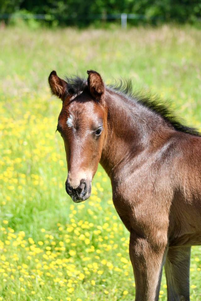 Colt French Saddle Pony For sale 2026 Black
