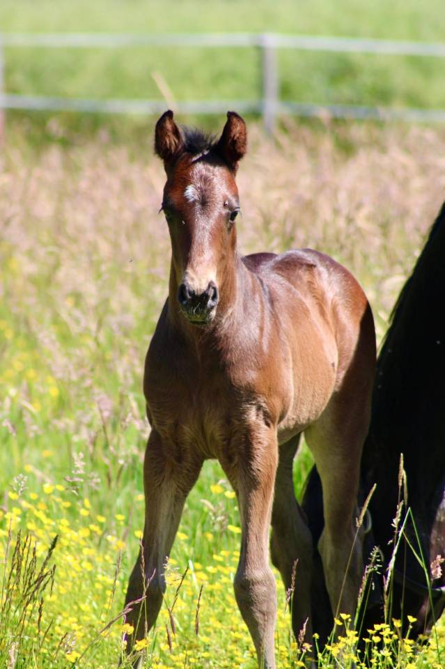 Colt French Saddle Pony For sale 2026 Black