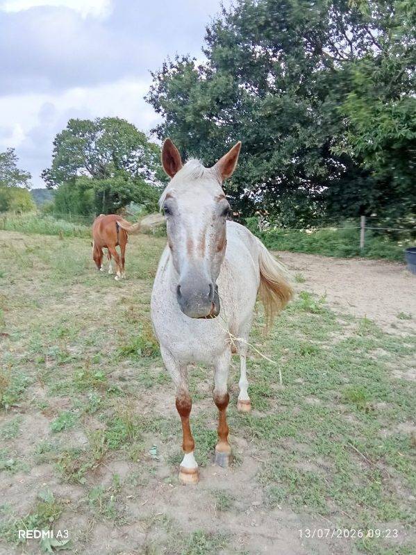 Mare Origin Recorded For sale 2018 Roan
