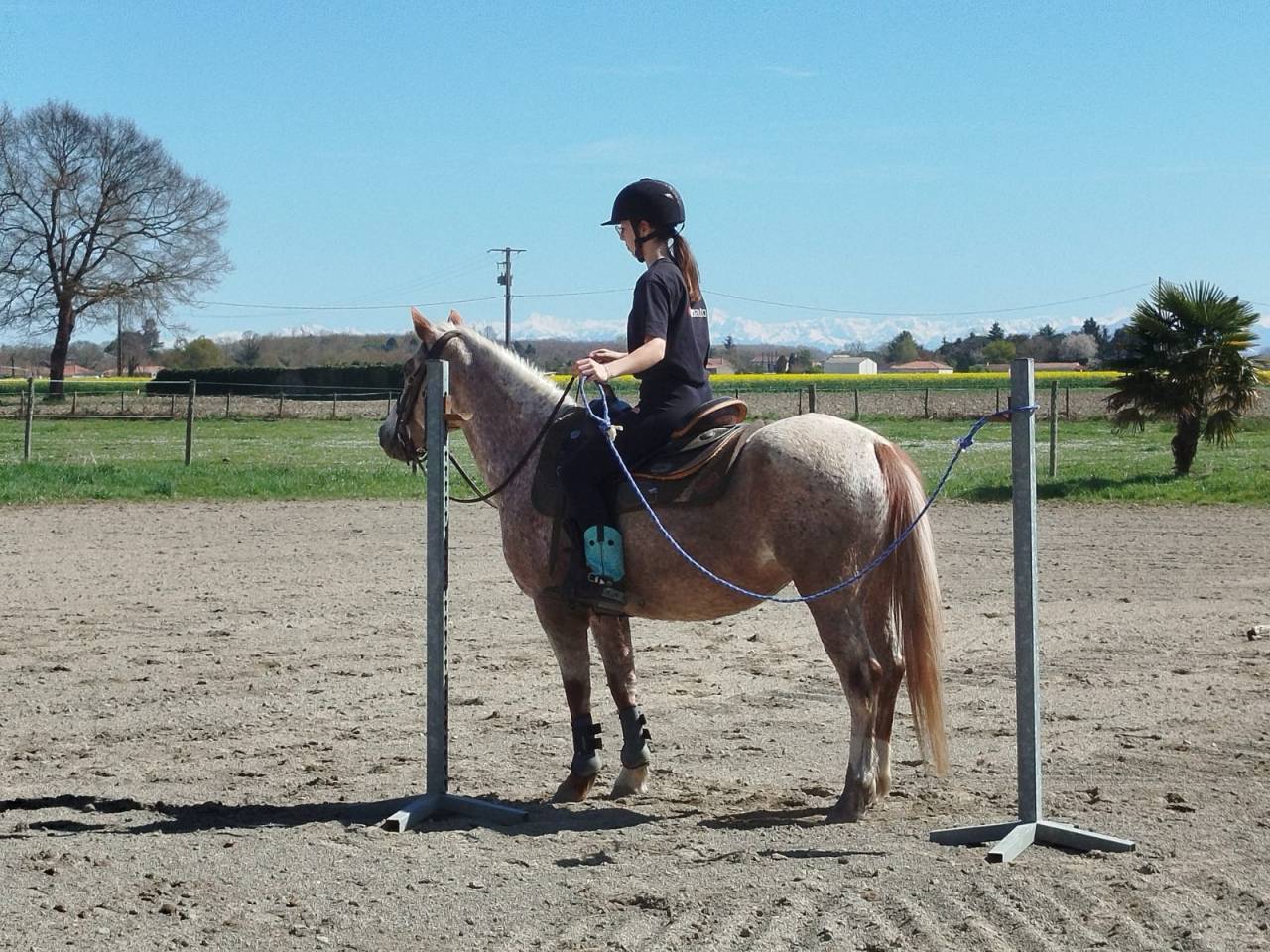 Mare Origin Recorded For sale 2018 Roan